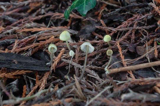 Sivun Mycena xantholeuca Kühner 1938 kuva