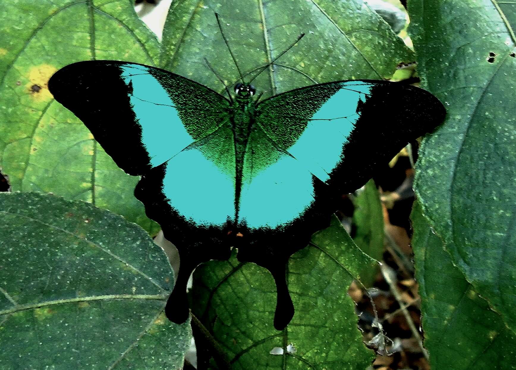 Image of Malabar Banded Peacock