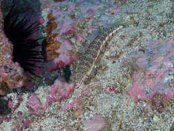 Image of White-streaked sandperch