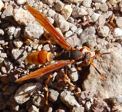 Image of <i>Polistes <i>comanchus</i></i> comanchus