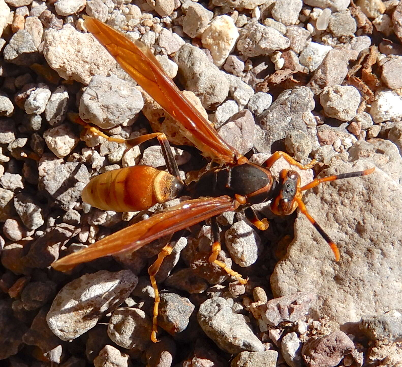 Image de <i>Polistes <i>comanchus</i></i> comanchus