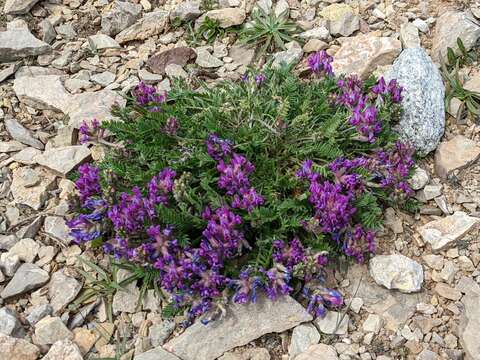 Слика од Oxytropis campestris var. johannensis Fernald