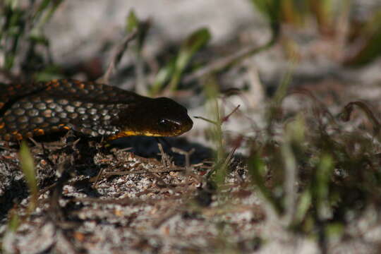 Image of Notechis scutatus occidentalis Glauert 1948