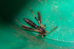 Image of Ash/Lilac Borers