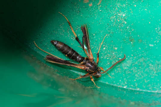 Image of Ash/Lilac Borers