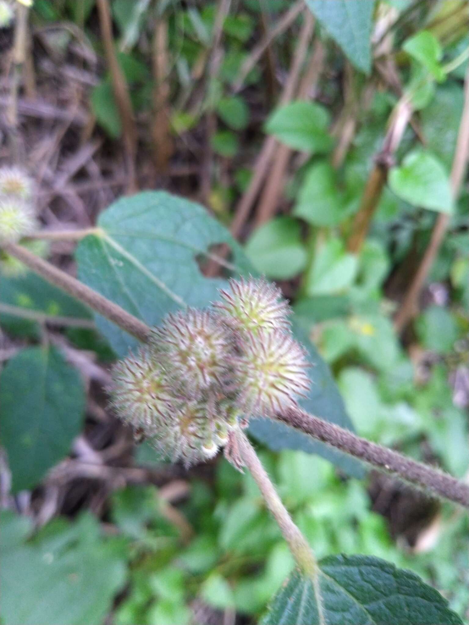 Image of tomentose burbark