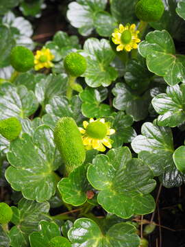 Image of Ranunculus pinguis Hook. fil.