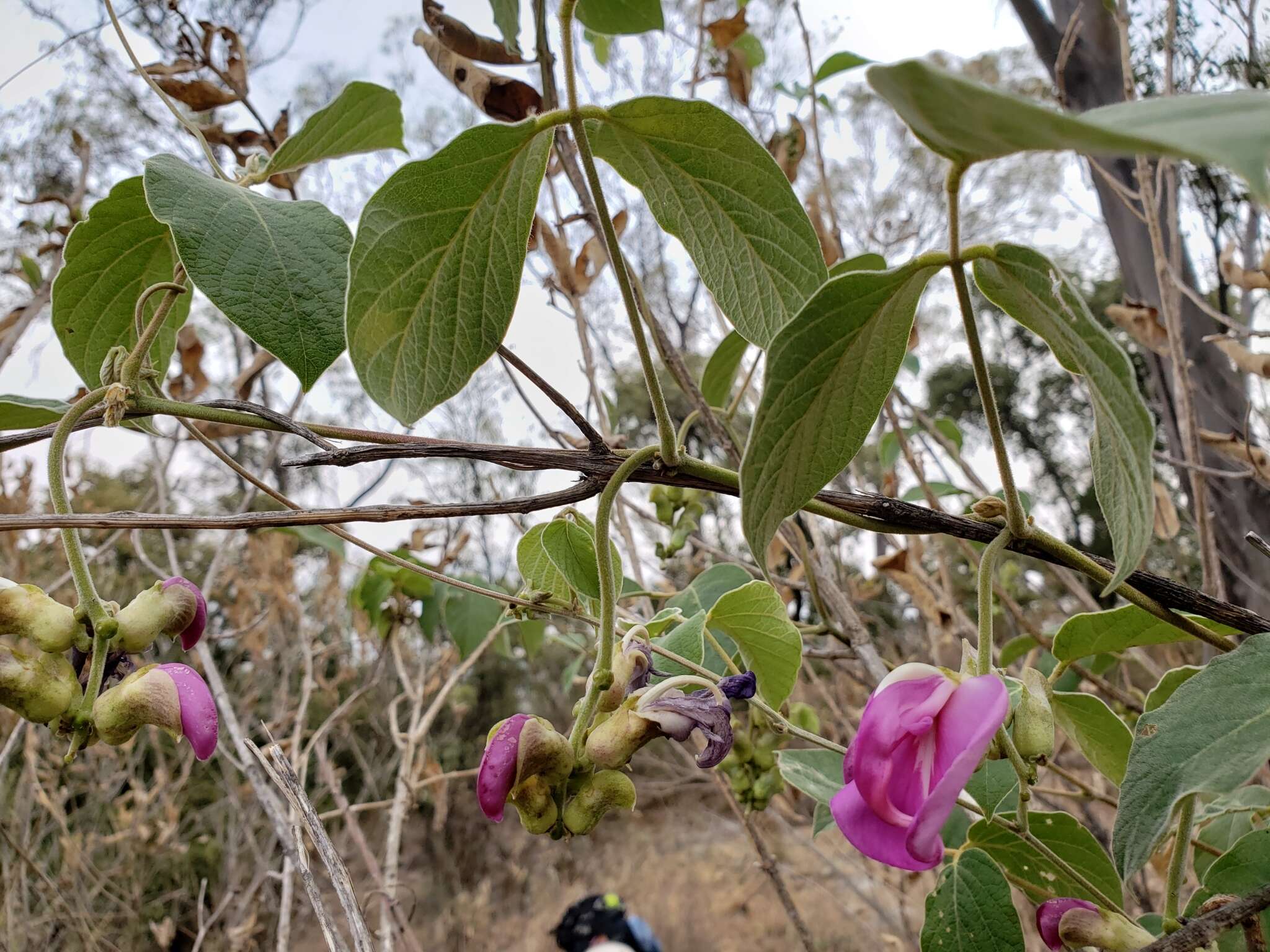 Image of Canavalia villosa Benth.