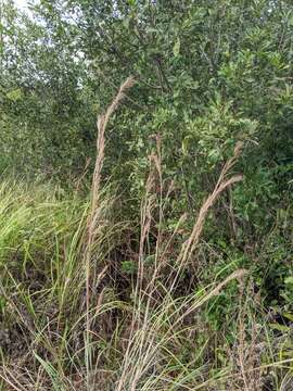 Image of Andropogon cretaceus