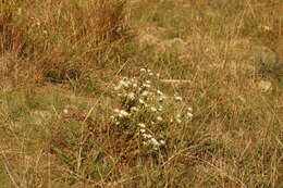 Image of Pimelea glauca R. Br.