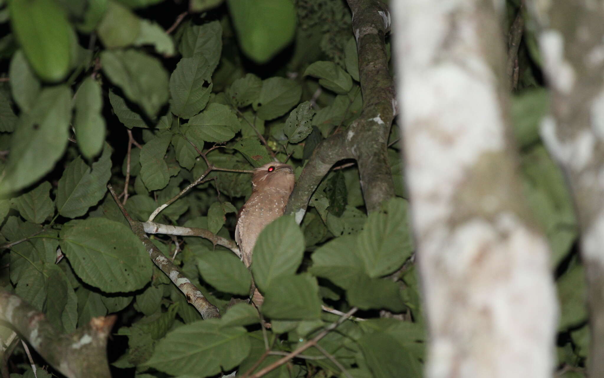 Image of Large Frogmouth