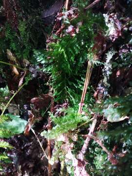 Image of Killarney fern