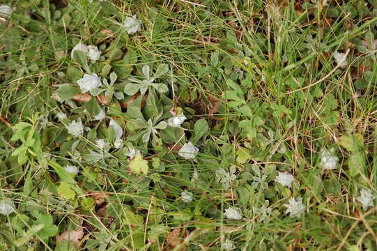 Image de Asphondylia antennariae (Wheeler 1889)