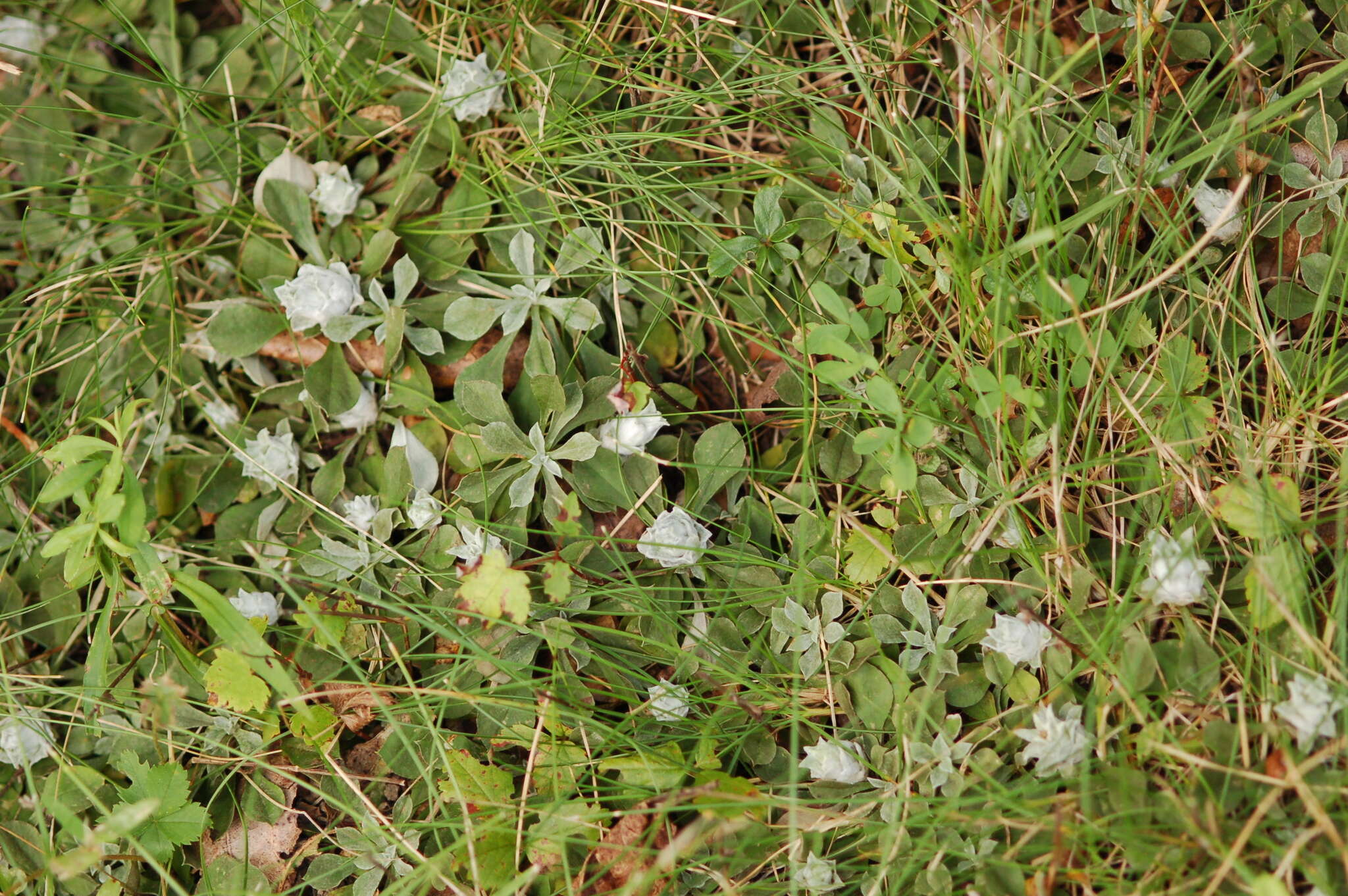 Image of Asphondylia antennariae (Wheeler 1889)