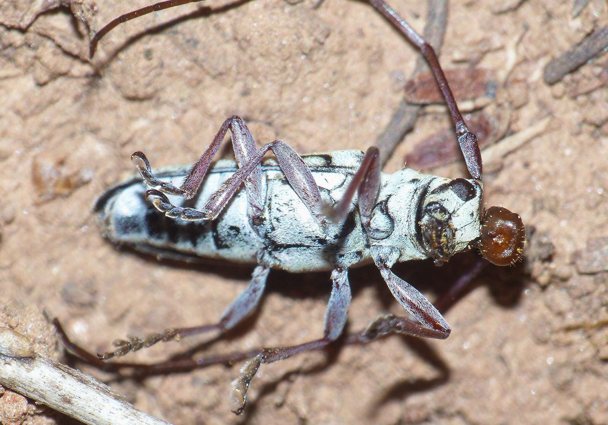 Image of Prosopocera (Paralphitopola) maculosa (Pascoe 1858)