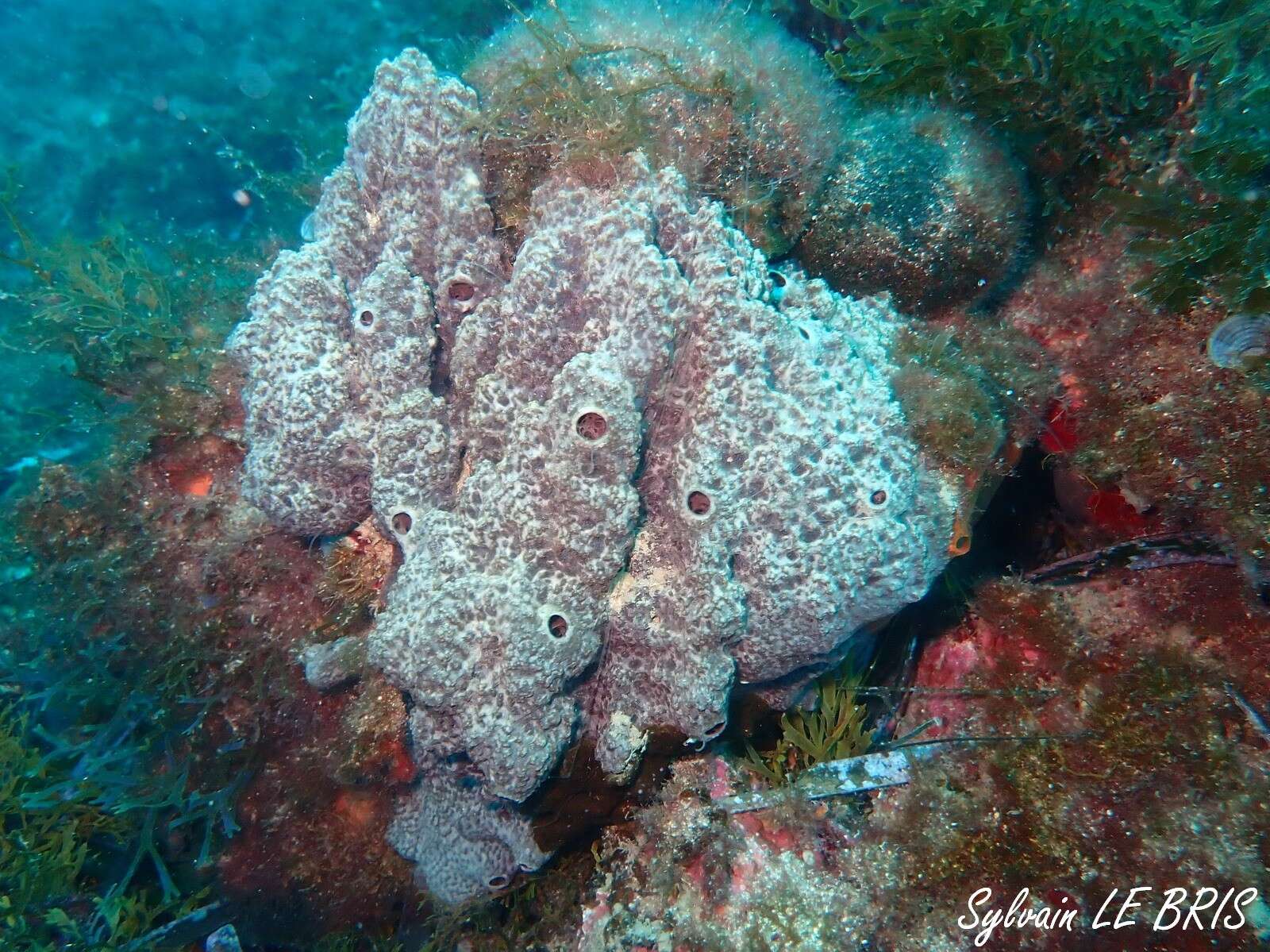 Image of stinker sponge