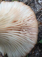 Image of Omphalotus illudens (Schwein.) Bresinsky & Besl 1979