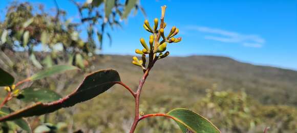 Eucalyptus haemastoma Sm. resmi