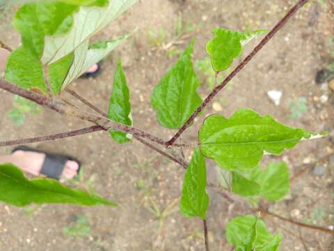 Image de Wissadula hernandioides (L'Heritier) Garcke