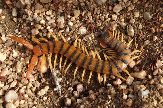 Image of Scolopendra valida Lucas 1840