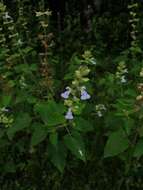 Image of Salvia herbacea Benth.