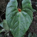 Image of Anthurium globosum Croat