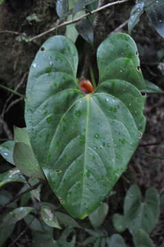 Imagem de Anthurium globosum Croat