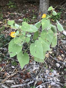 Image of false Indianmallow