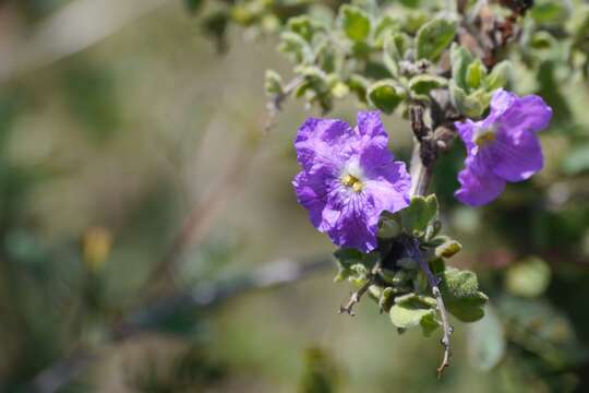 صورة Citharexylum flabellifolium S. Watson