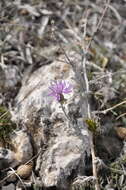 Plancia ëd Centaurea steveniana Klok.