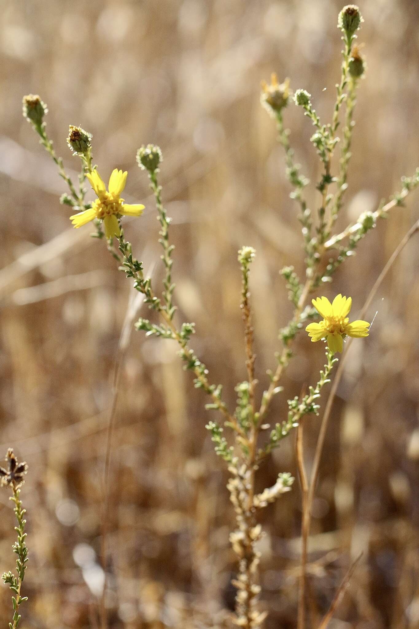 Image of San Joaquin tarweed