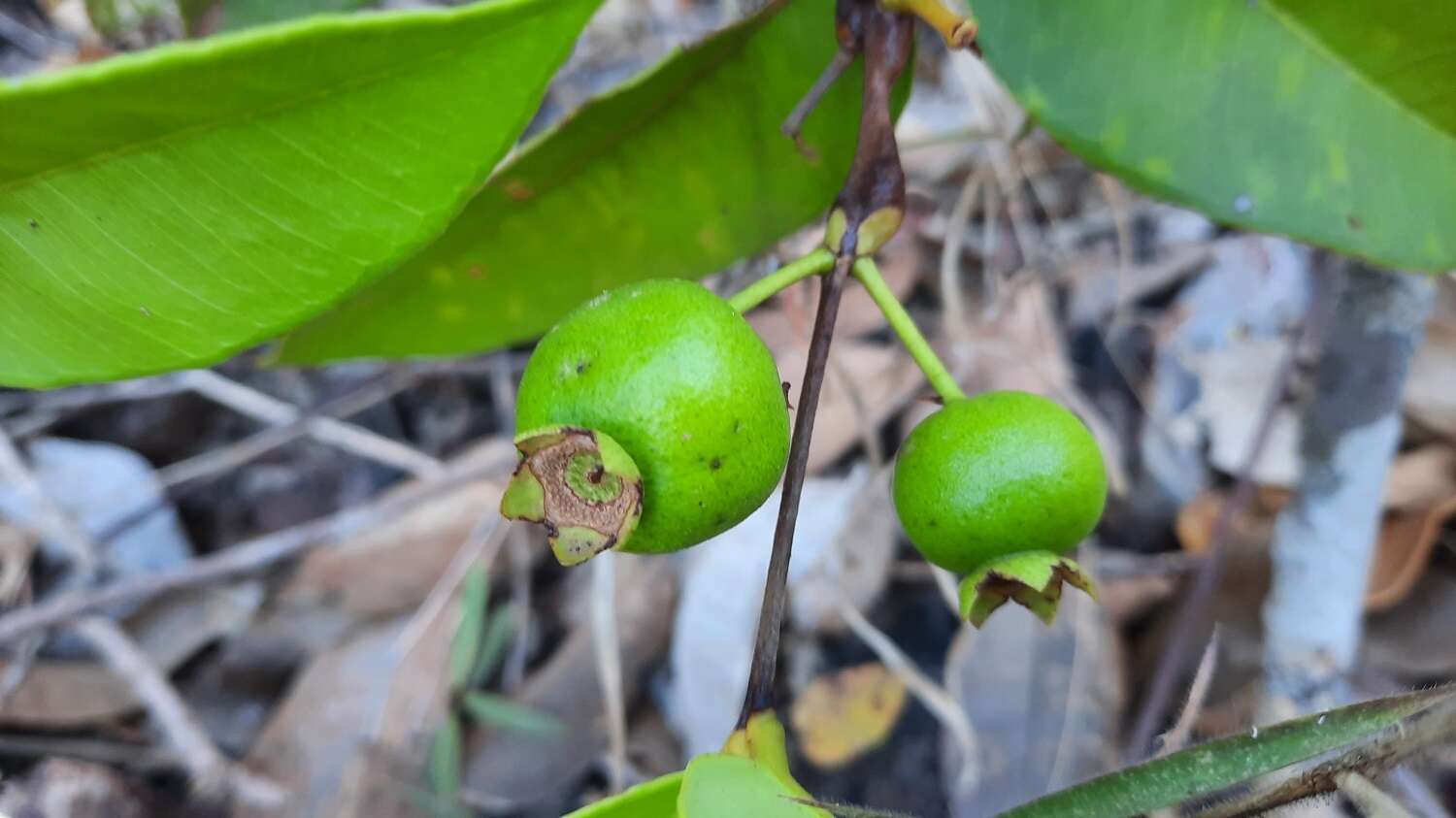 Image of Psidium firmum Berg