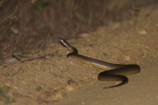 Image of Brown water python