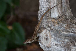 Image of Striped Anole