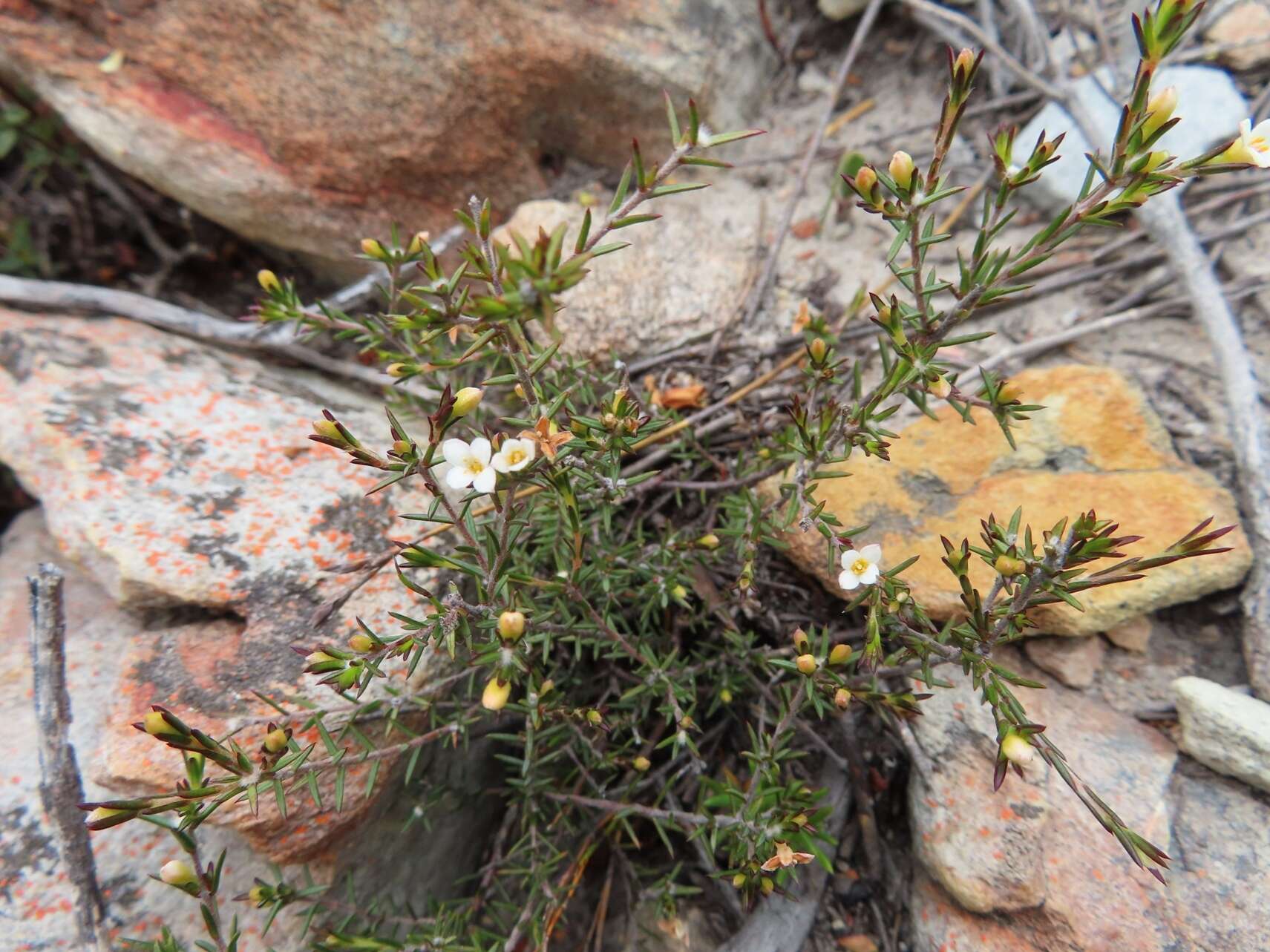 Image of Lachnaea filicaulis (Meissn.) J. B. P Beyers