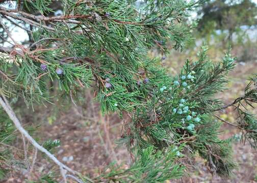 Juniperus comitana Martínez resmi