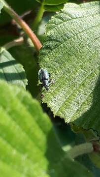 Phyllobius (Phyllobius) betulinus Bechstein & Scharfenberg 1805 resmi