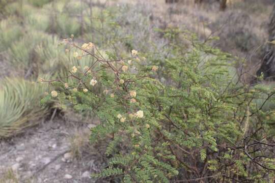 Mimosa leucaenoides Benth.的圖片