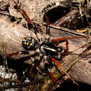 Image of Habronestes hunti Baehr 2003