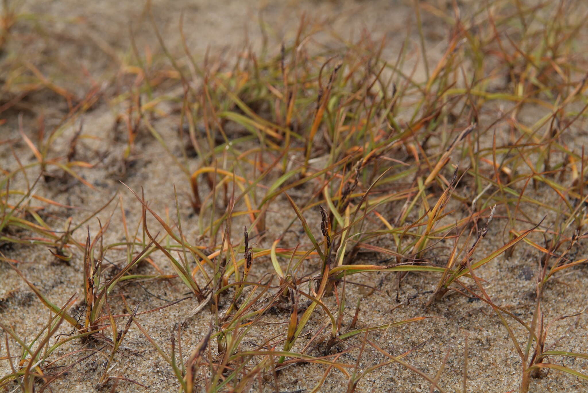 Image of Hoppner's Sedge