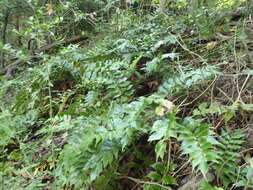 Image of Japanese netvein hollyfern