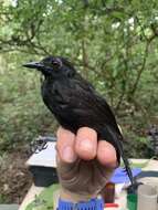 Image of Goeldi's Antbird