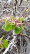 Image of Uncarina grandidieri (Baill.) Stapf