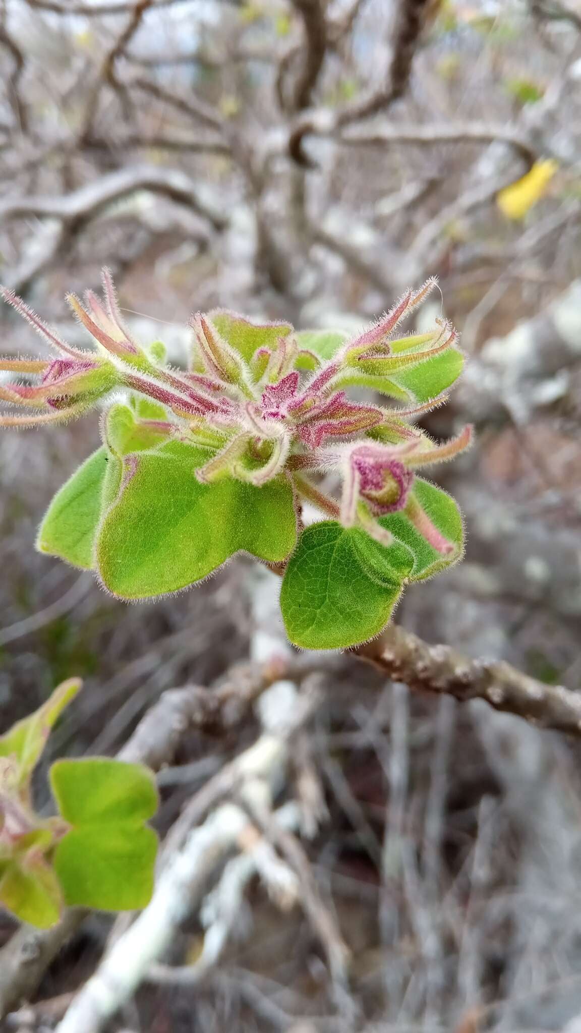 Image of Uncarina grandidieri (Baill.) Stapf