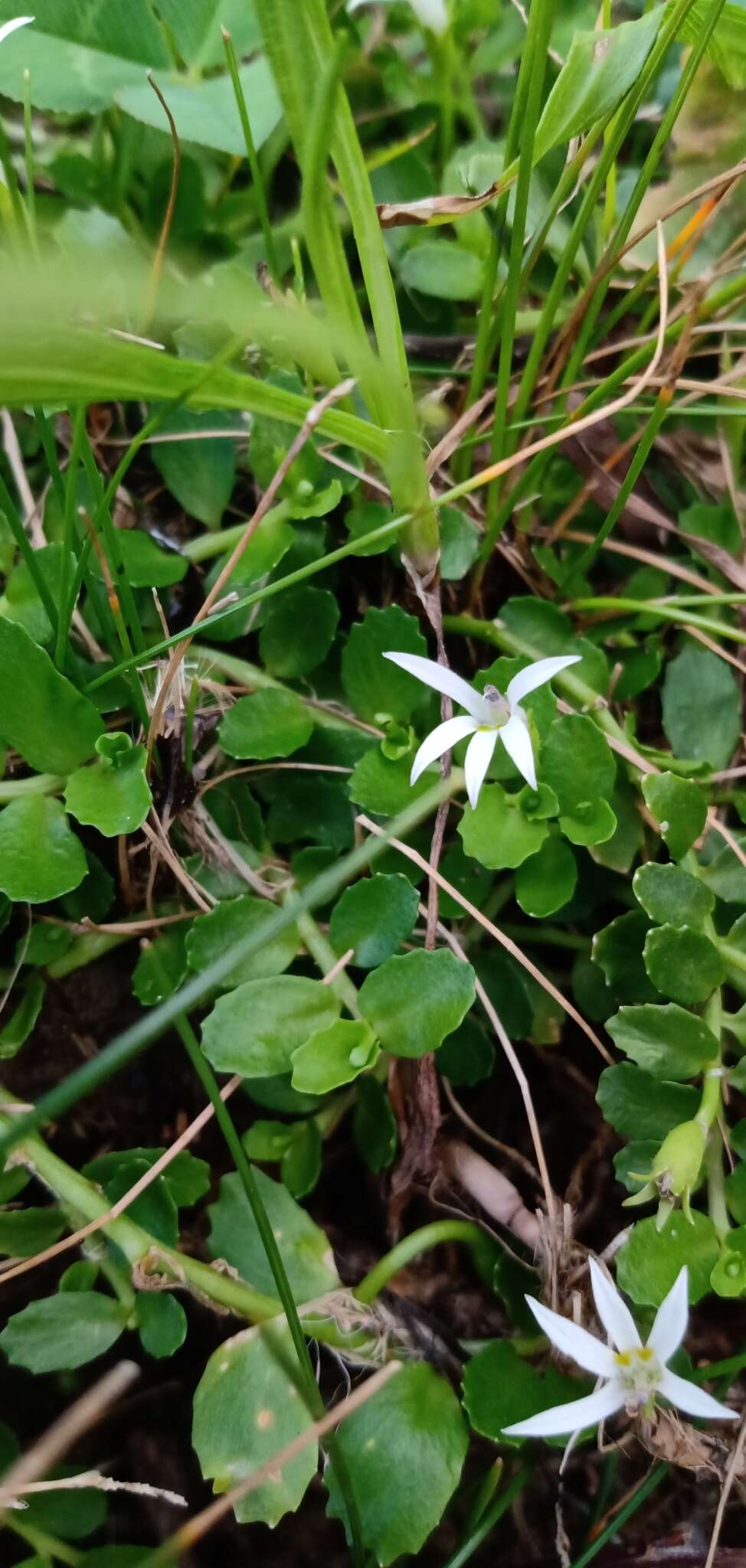 Image of Lobelia hederacea Cham.