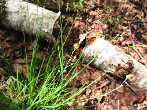 Image of Gray Bog Sedge