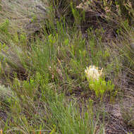 Image of Protea scorzonerifolia (Salisb. ex Knight) Rycroft