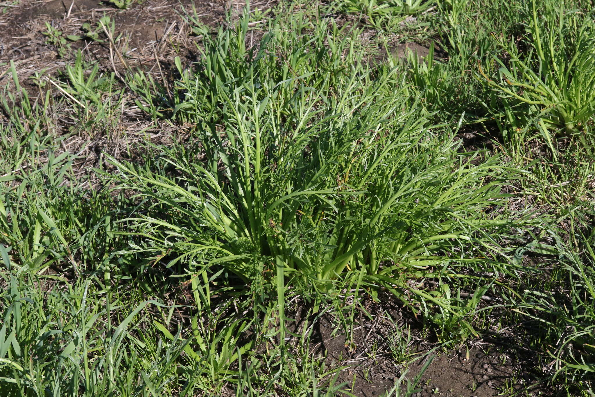 Imagem de Eryngium pendletonense K. L. Marsden & M. G. Simpson