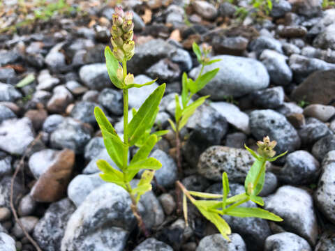 Image of Western False Dragonhead