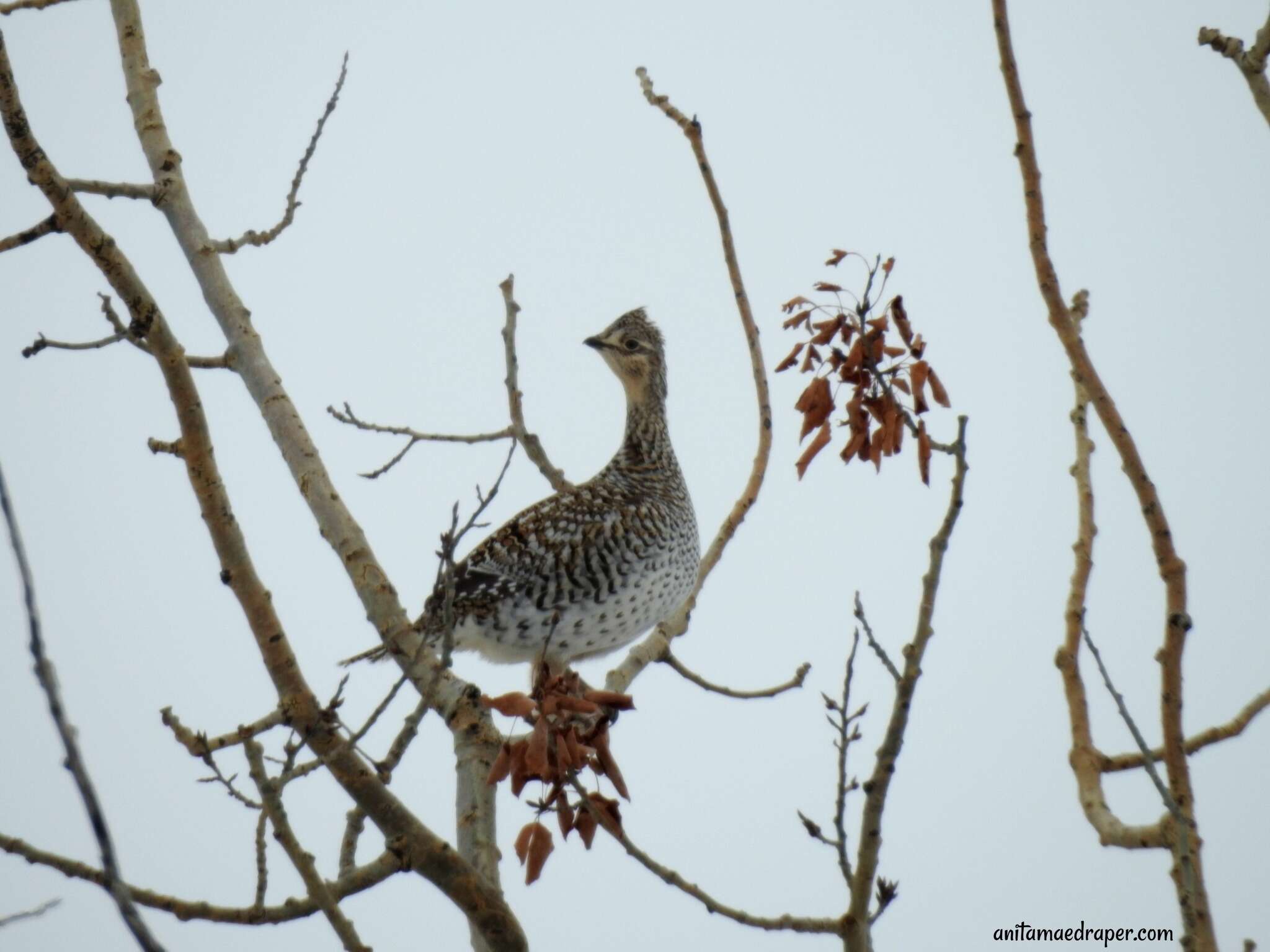 Image of Sharp-tailed Grouse